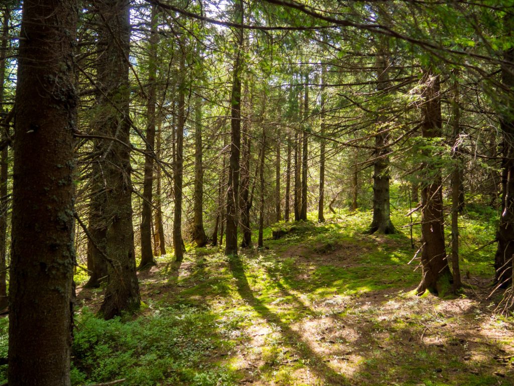 Groen bos met invallend zonlicht