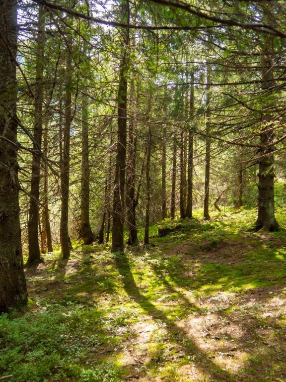 Groen bos met invallend zonlicht